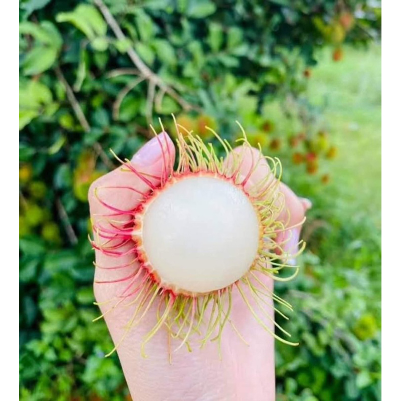 Cây giống chôm chôm thái