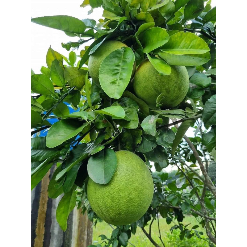 Cây giống bưởi da xanh