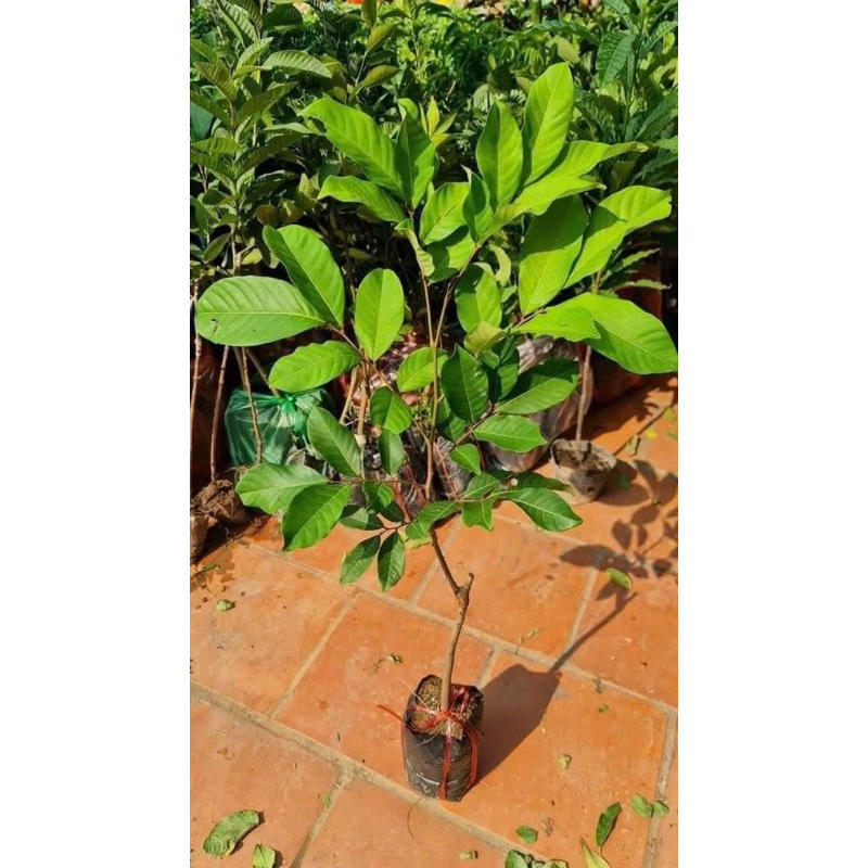 Cây giống chôm chôm thái