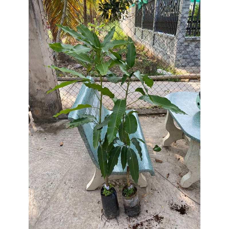 Cây xoài cát hòa lọc