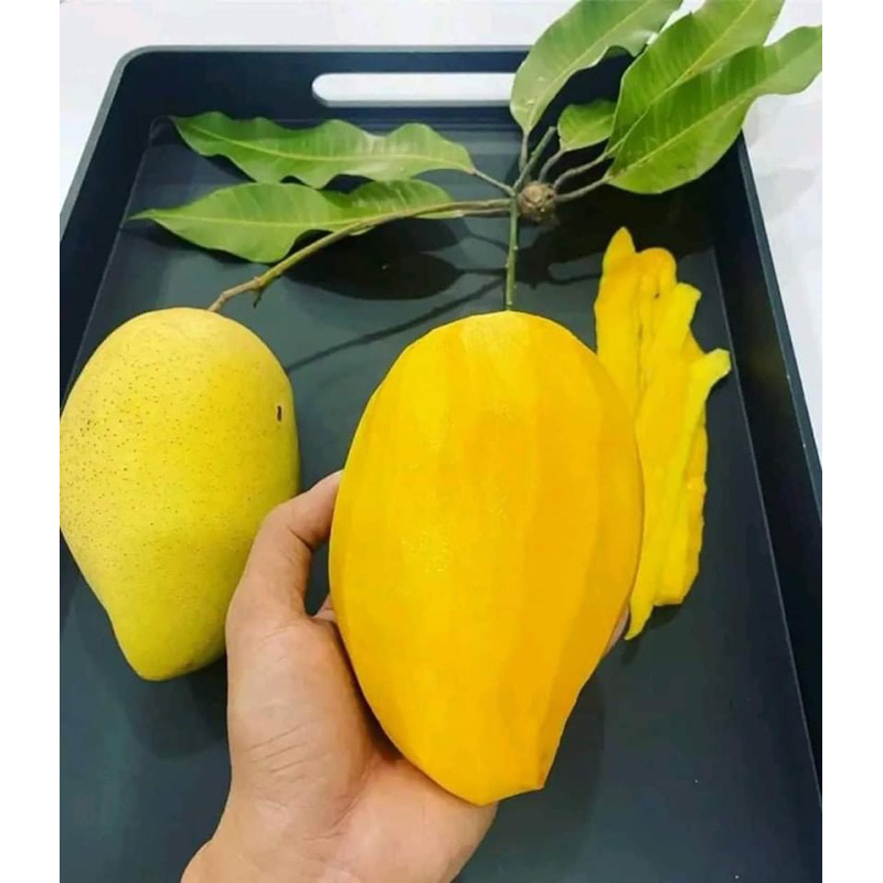 Cây xoài cát hòa lọc