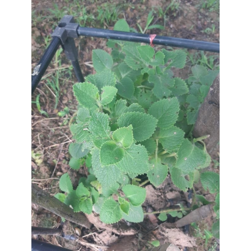 Cây húng chanh giống