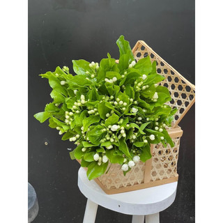 Cây giống hoa lài dùng ướp trà cực thơm