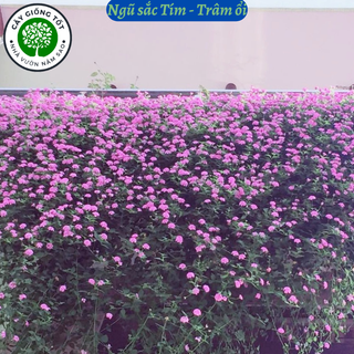 Cây giống Ngũ Sắc Tím đang hoa, hay còn gọi cây Trâm Ổi Tím , là dòng hoa ngũ sắc với màu tím dịu dàng