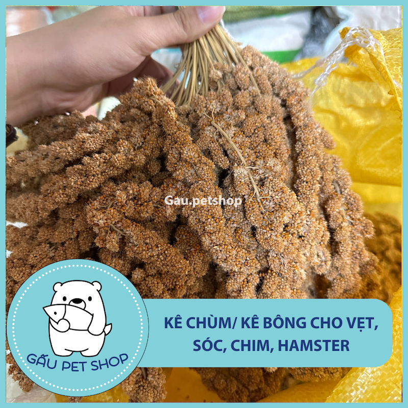 [100g] Kê chùm/kê bông cho vẹt, sóc, hamster,…