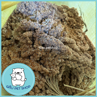 [100g] Kê chùm/kê bông cho vẹt, sóc, hamster,…
