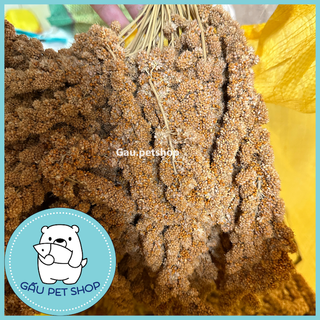 [100g] Kê chùm/kê bông cho vẹt, sóc, hamster,…