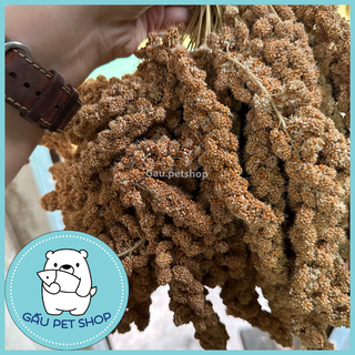 [100g] Kê chùm/kê bông cho vẹt, sóc, hamster,…