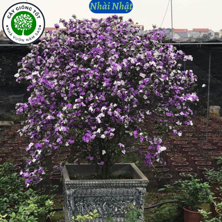 Cây giống Nhài nhật , cây sẵn hoa cao 50cm, phù hợp trồng sân vườn quanh nhà, hoa đẹp rất thơm