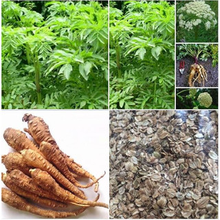 Hạt giống cây bạch chỉ - hạt cây dược liệu - 50 hạt