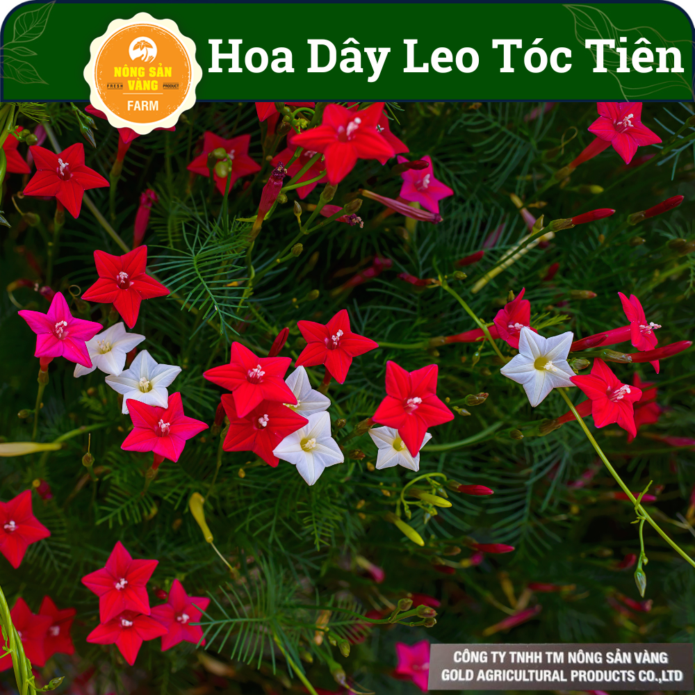 Hạt Giống Hoa Dây Leo Tóc Tiên Nhiều Màu (Gói 20 Hạt), Nảy Mầm Tốt, Dễ Trồng, Sai Hoa - Nông Sản Vàng