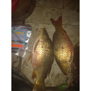 môi chep đặc biệt ca map