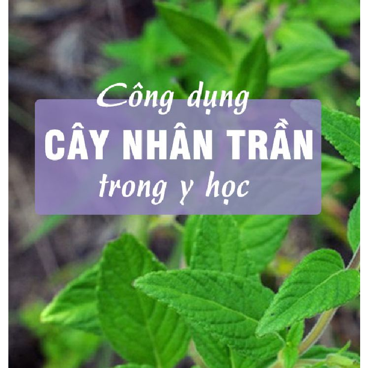 Hạt Giống Cây Nhân Trần - Hạt Cây Dược Liệu - 1gram/gói