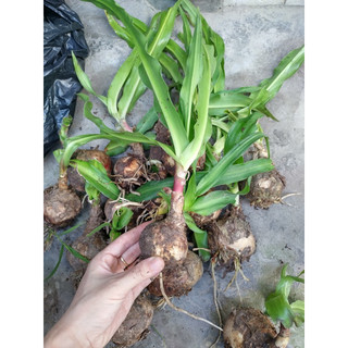 Chậu giống trinh nữ hoàng cung