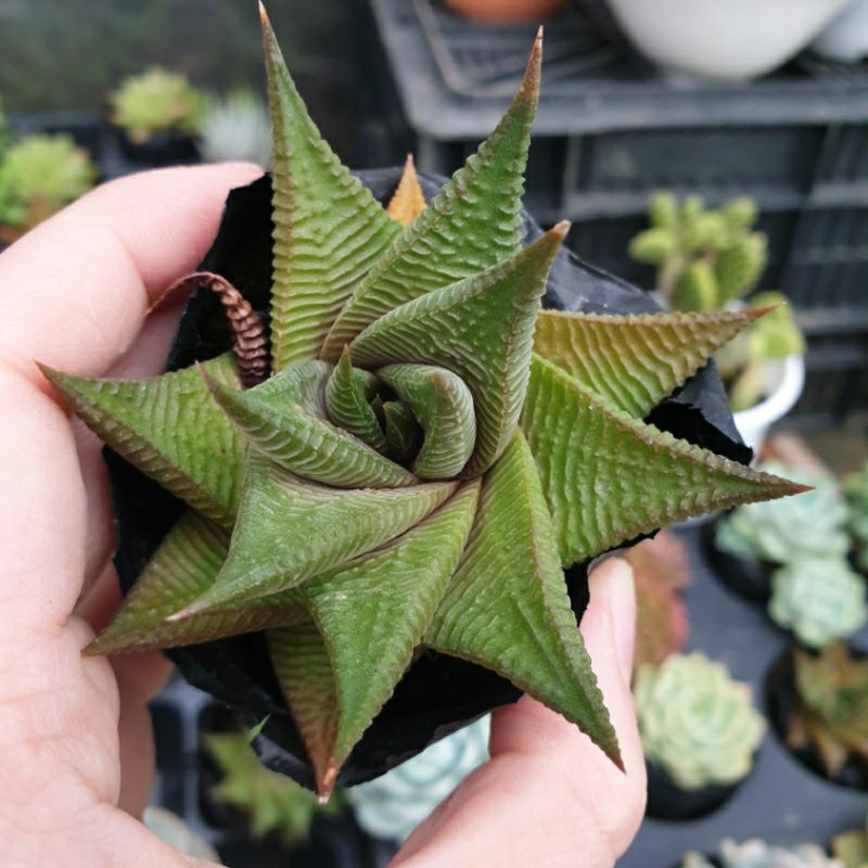 Sen đá Móng rồng xoáy, size Bầu