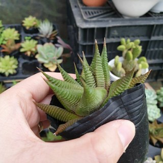 Sen đá Móng rồng xoáy, size Bầu