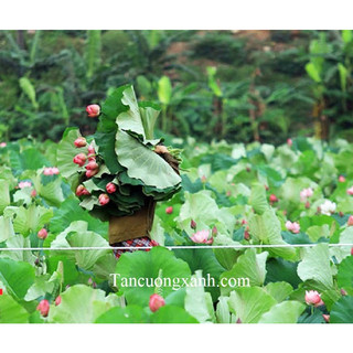 Trà Ướp Bông Sen sấy thăng hoa
