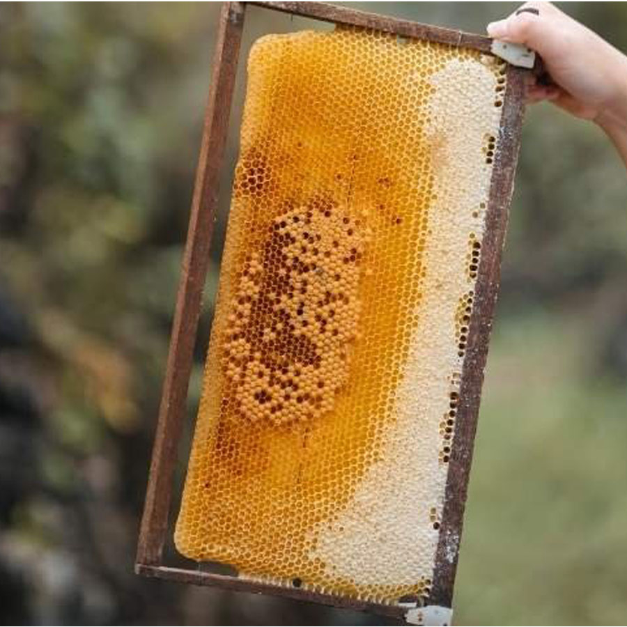 Mật ong nguyên chất Hoa Miền Núi Honimore 630g/chai tặng 1 chai mật ong Hoa Vải Thiều 360g/chai - tăng sức đề kháng