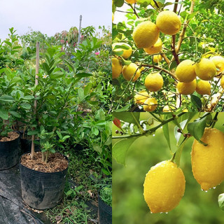 Cây chanh vàng mỹ - cây lớn tầm trung - đang hoa - đang trái