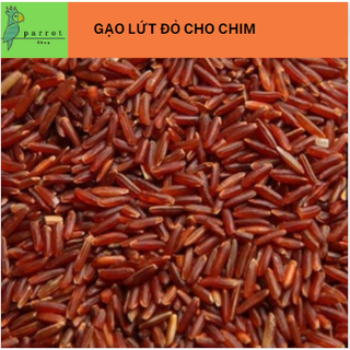 Gạo lứt đỏ cho chim, gà, vịt, bồ câu, hamster,...