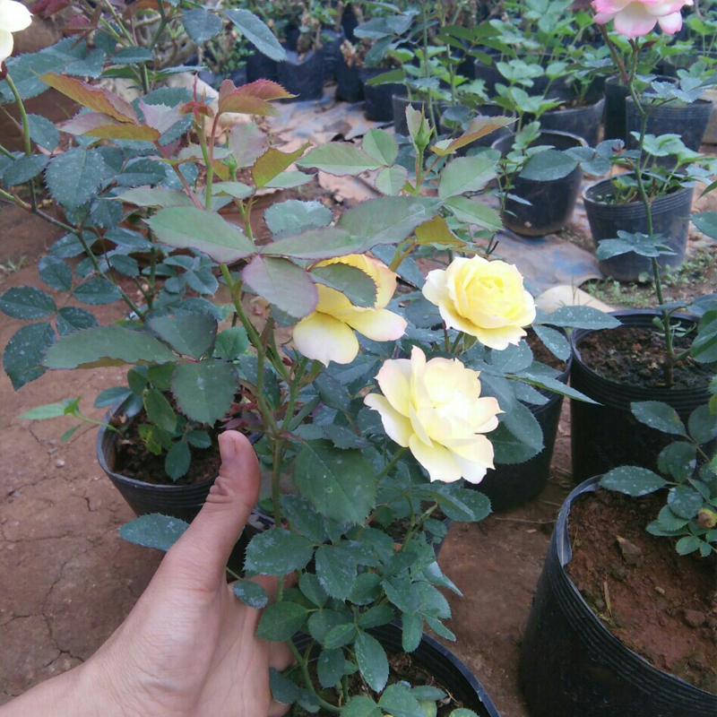 50 Chậu nhựa C9.A  21.5x17.5cm trồng cây ăn trái và hoa,bền 10 năm -77120