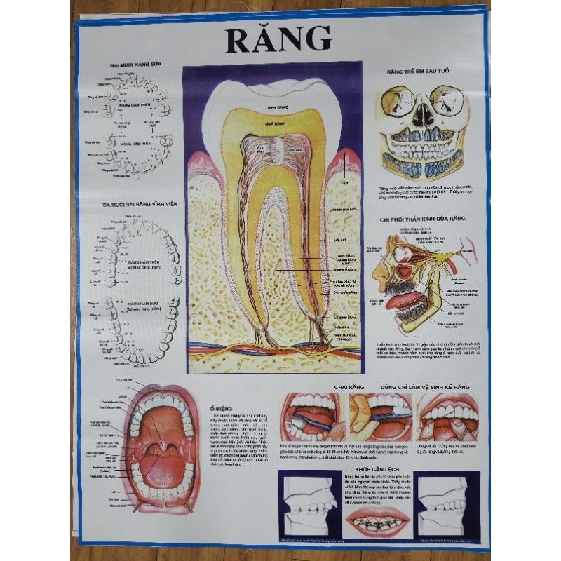 Tranh Giải Phẫu Răng