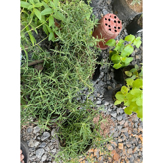 Chậu hương thảo cao 20-30cm đứng , rủ - rosemary plant - làm gia vị, đuổi muỗi