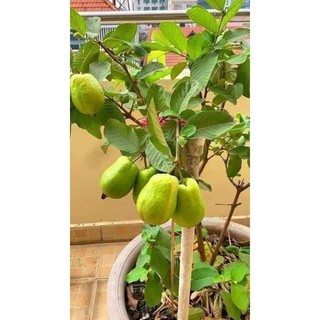 Cây giống ổi lê trồng chậu