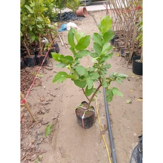 Cây giống ổi lê trồng chậu