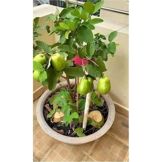 Cây giống ổi lê trồng chậu