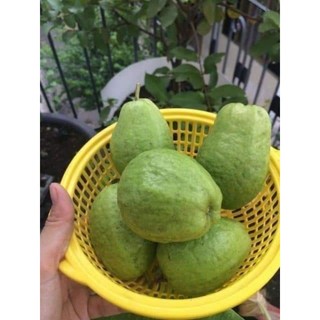 Cây giống ổi lê trồng chậu