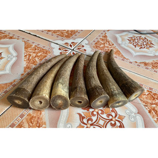 Sừng bò châu phi giá 1 chiếc