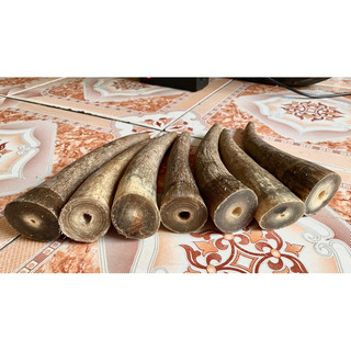 sừng bò châu phi giá 1 chiếc