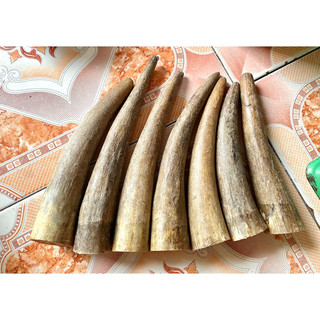sừng bò châu phi giá 1 chiếc