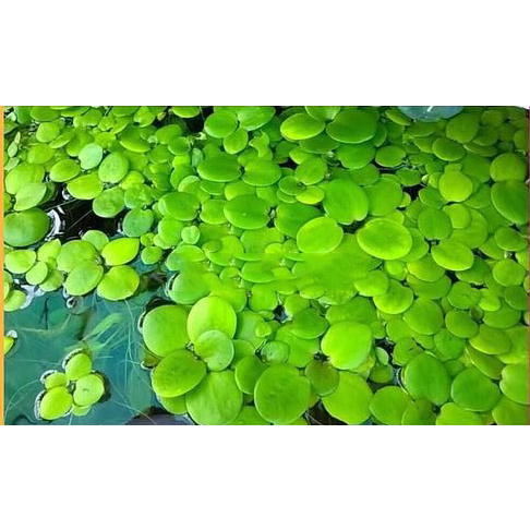 bèo Nhật/ vảy ốc ( bèo ong) set 5 khóm size đại