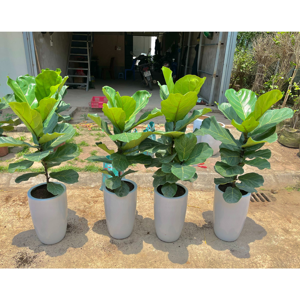 Cây bàng singapore cao 80cm, lá to thân thẳng tán rộng (Hàng Chuẩn)