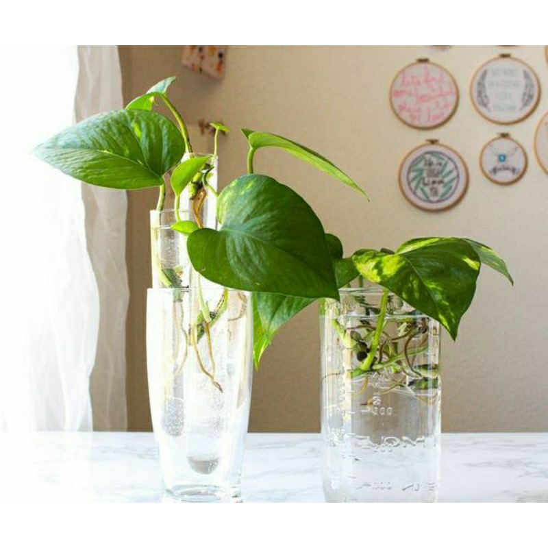 1 nhánh dây trầu bà