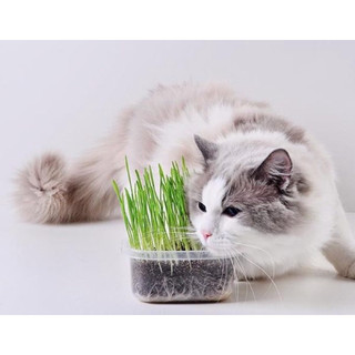 Cỏ bạc hà cho mèo - Cỏ mèo Catnip (ống 10g)
