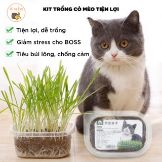Cỏ bạc hà cho mèo - Cỏ mèo Catnip (ống 10g)