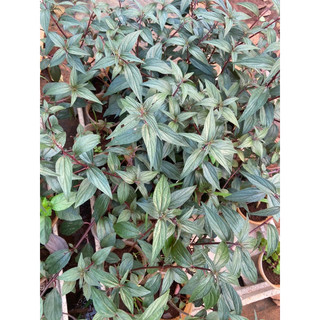 Cây bọ mắm (cỏ dòi) thân tím