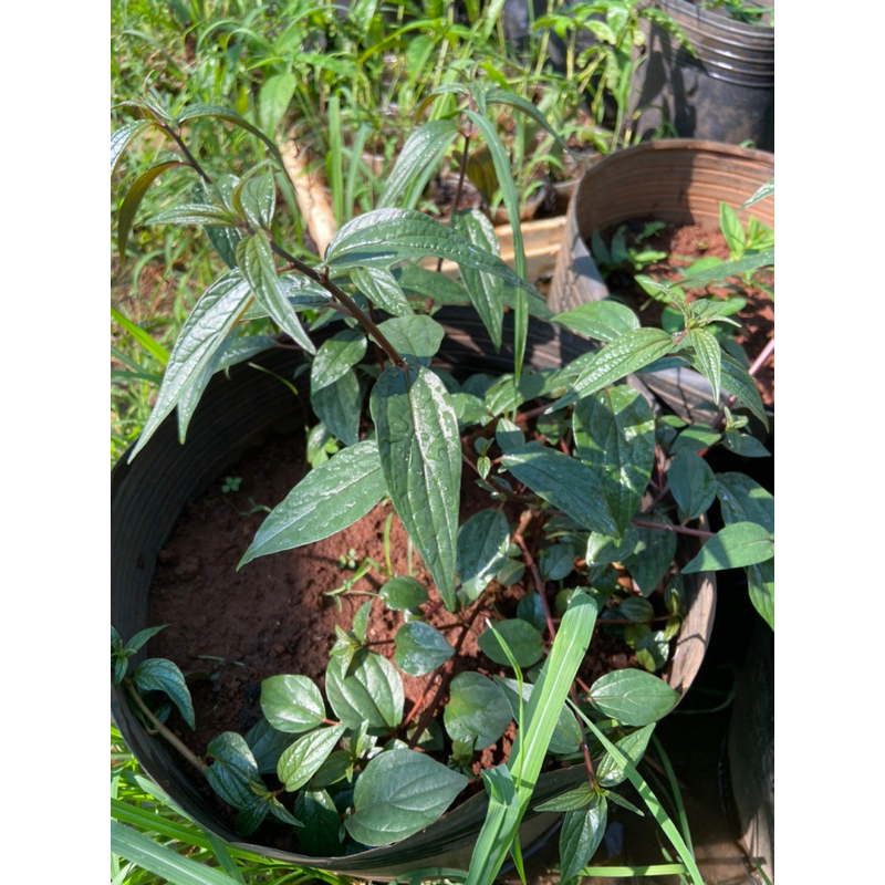 Cây bọ mắm  thân tím