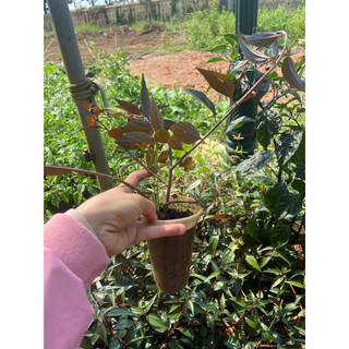 Cây bọ mắm (cỏ dòi) thân tím