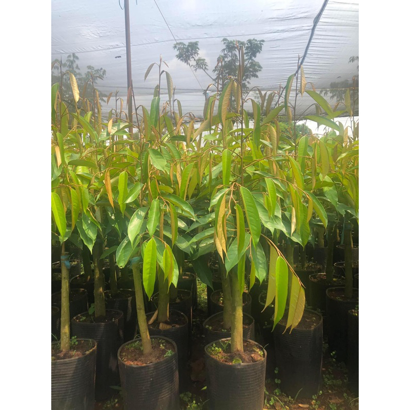 Phân bón hữu cơ viên DAP HUMIC lên men rễ khoẻ hạ phèn giải độc xanh cây dày lá bén rễ