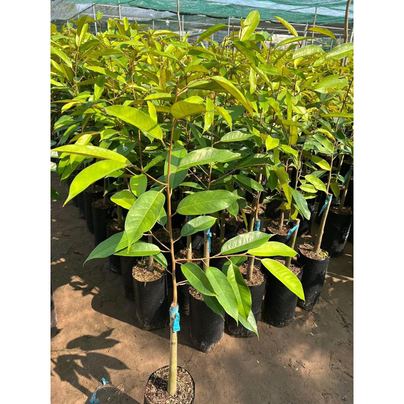 Phân bón hữu cơ viên DAP HUMIC lên men rễ khoẻ hạ phèn giải độc xanh cây dày lá bén rễ