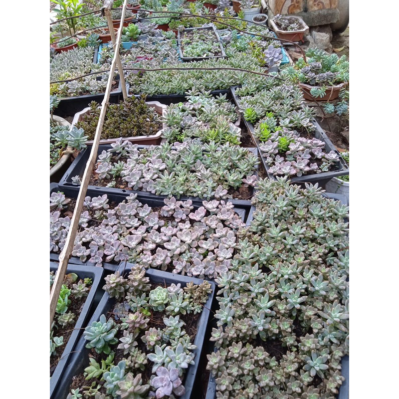 Phân bón hữu cơ viên DAP HUMIC lên men rễ khoẻ hạ phèn giải độc xanh cây dày lá bén rễ