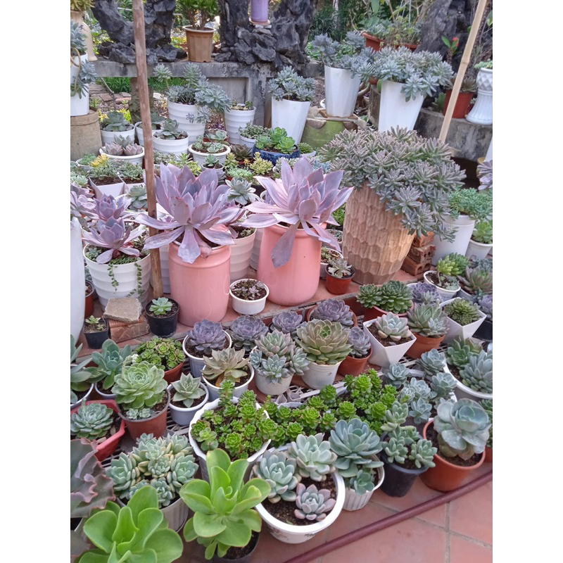 Phân bón hữu cơ viên DAP HUMIC lên men rễ khoẻ hạ phèn giải độc xanh cây dày lá bén rễ