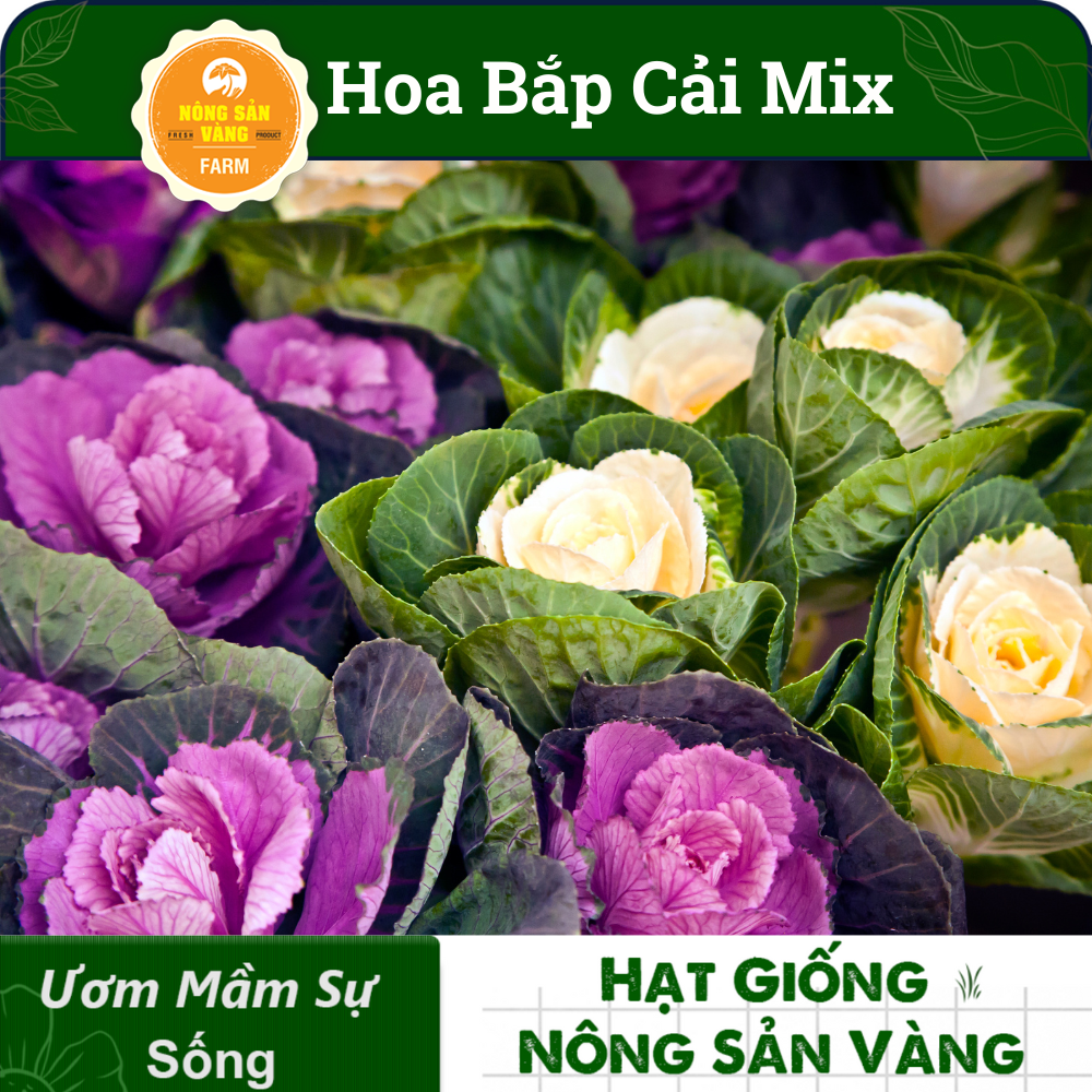 HạtGiống Hoa Bắp Cải Nhiều Màu, Hoa Có Thể Ăn Được  Hạt Giống Hồng Sa Mạc - Nông Sản Vàng
