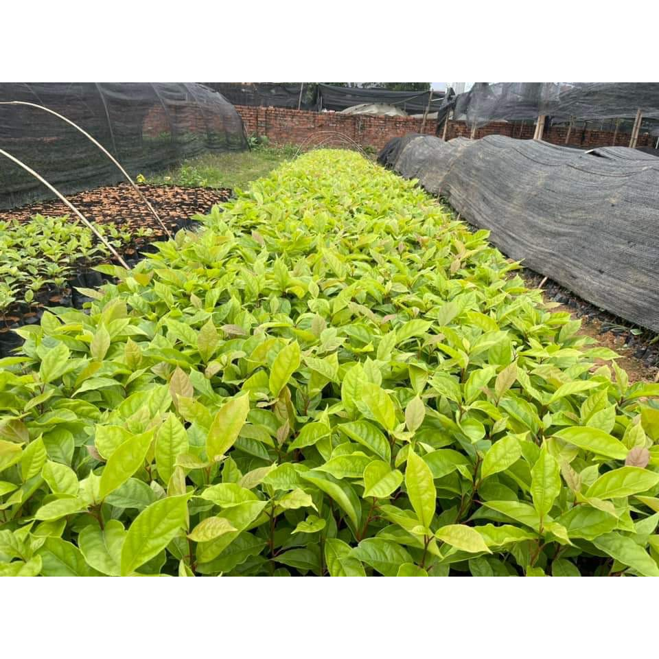 Cây giống Gù Hương , cây xá xị  cao 15-20 cm