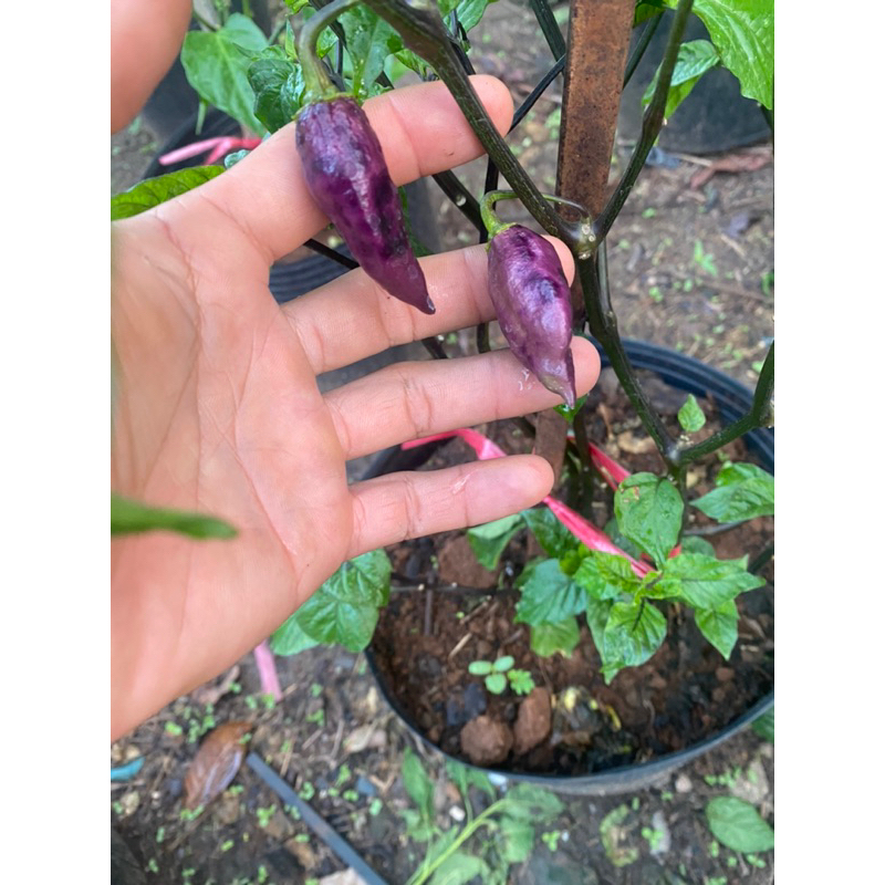 Quả ớt tươi Tajmahal Pink rất cay và thơm tách hạt làm giống