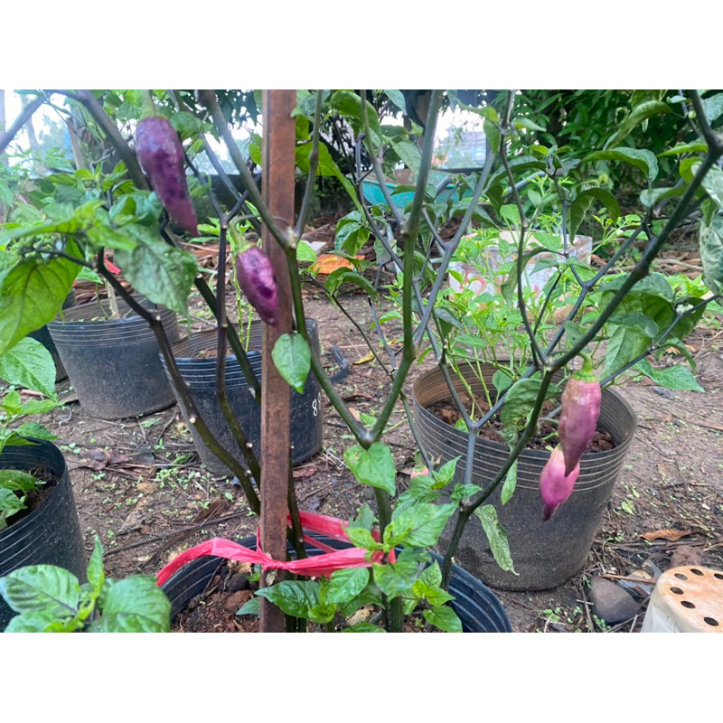 Quả ớt tươi Tajmahal Pink rất cay và thơm tách hạt làm giống